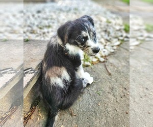 Border-Aussie Dogs for adoption in Fultonham, NY, USA