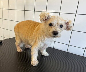 Poodle (Miniature) Dogs for adoption in Downey, CA, USA