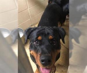Rottweiler Dogs for adoption in Lacombe, LA, USA