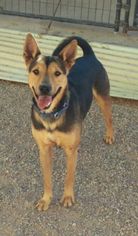 Medium Photo #1 German Shepherd Dog-Unknown Mix Puppy For Sale in Apache Junction, AZ, USA