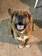 Bull-Boxer Dogs for adoption in Kansas City, MO, USA