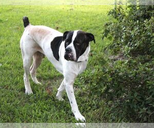 Mastiff Dogs for adoption in Holly Hill, SC, USA