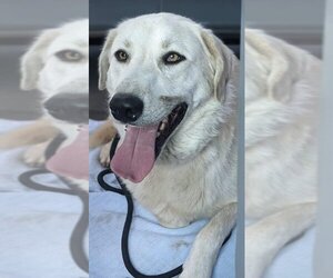 Great Pyrenees-Unknown Mix Dogs for adoption in Overland Park, KS, USA