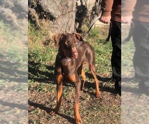 Doberman Pinscher Dogs for adoption in Pleasanton, TX, USA