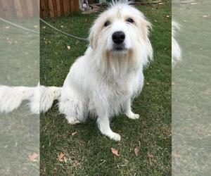 Airedale Terrier-Great Pyrenees Mix Dogs for adoption in Colleyville, TX, USA
