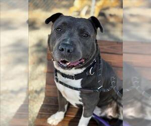 American Pit Bull Terrier-Unknown Mix Dogs for adoption in Woodland, CA, USA