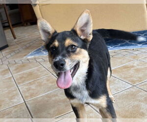 Mutt Dogs for adoption in Garden City, NY, USA