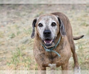 Mutt Dogs for adoption in Brewster, NY, USA