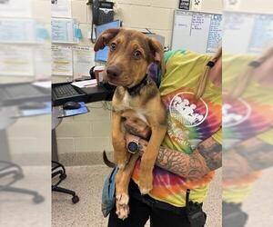 German Shepherd Dog-Unknown Mix Dogs for adoption in Brighton, CO, USA