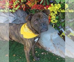 American Pit Bull Terrier-Unknown Mix Dogs for adoption in Oklahoma City, OK, USA