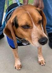 Beagle Dogs for adoption in Albany, GA, USA