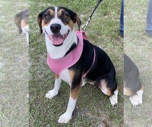 Labbe Dogs for adoption in Glenwood, GA, USA