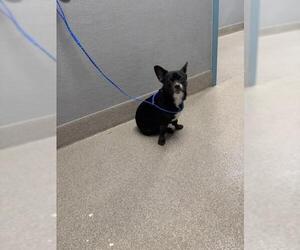 Chihuahua-Unknown Mix Dogs for adoption in Las Vegas, NV, USA