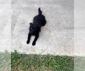 Mutt Dogs for adoption in San Antonio, TX, USA