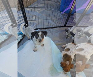 Mutt Dogs for adoption in Santa Rosa, CA, USA