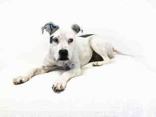 English Boston Bulldog Dogs for adoption in Hampton Bays, NY, USA
