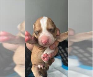 Pointer-Unknown Mix Dogs for adoption in Houston, TX, USA