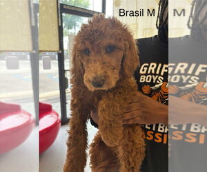 Golden Retriever Dogs for adoption in Studio City, CA, USA