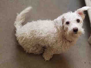 Poodle (Toy) Dogs for adoption in Santa Fe, NM, USA