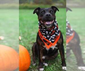 Rottweiler-American Pit Bull Terrier Dogs for adoption in Bluefield, WV, USA