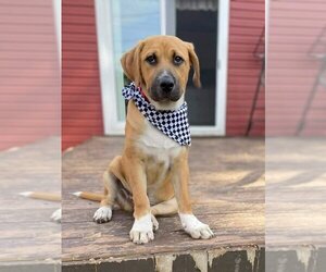 Labrador Retriever-Unknown Mix Dogs for adoption in Elgin, IL, USA