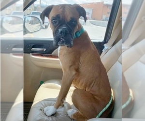 Boxer Dogs for adoption in Polson, MT, USA