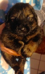 Medium Photo #1 Mutt Puppy For Sale in Colton, CA, USA