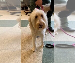 Goldendoodle Dogs for adoption in Columbus, IN, USA