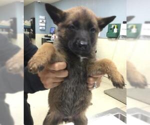 Mutt Dogs for adoption in Riverside, CA, USA