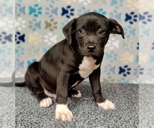 Labrador Retriever-Unknown Mix Dogs for adoption in Royal Palm Beach, FL, USA