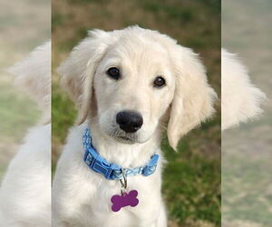 Goldendoodle Dogs for adoption in Fort Worth, TX, USA