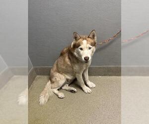 Siberian Husky-Unknown Mix Dogs for adoption in Las Vegas, NV, USA