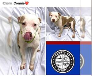 American Pit Bull Terrier Dogs for adoption in Akron, OH, USA