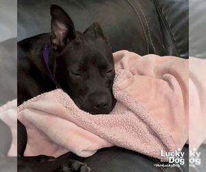 Labrador Retriever-Retriever  Mix Dogs for adoption in Washington, DC, USA