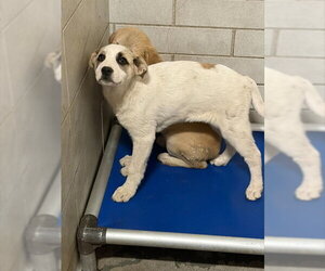 Anatolian Shepherd-Unknown Mix Dogs for adoption in Stockton, CA, USA