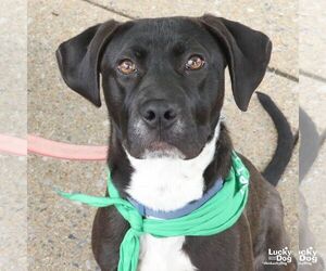 Labrador Retriever-Unknown Mix Dogs for adoption in Washington, DC, USA