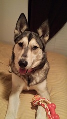 Alaskan Husky Dogs for adoption in Carrollton, TX, USA