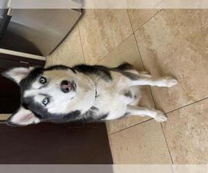 Siberian Husky Dogs for adoption in Chandler, AZ, USA