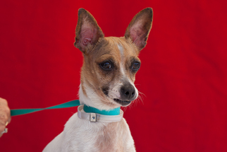 Jack Chi Dogs for adoption in Pasadena, CA, USA