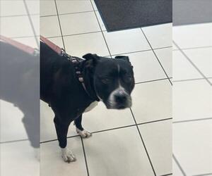 Boxer-Unknown Mix Dogs for adoption in Derwood, MD, USA