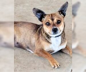 Chiweenie Dogs for adoption in yucca valley, CA, USA