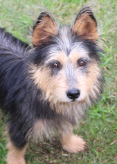 Australian Terrier Dogs for adoption in PIPE CREEK, TX, USA