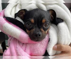 Pug Dogs for adoption in Pasadena, CA, USA