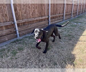 Labrottie Dogs for adoption in Plano, TX, USA