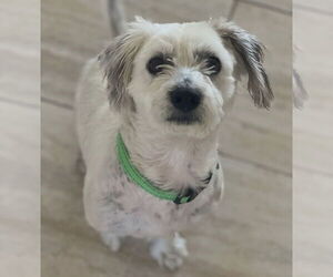 Maltipoo Dogs for adoption in Dana Point, CA, USA