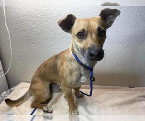 Chihuahua Dogs for adoption in Menifee, CA, USA