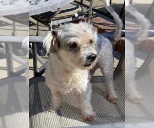 Mal-Shi Dogs for adoption in Dana Point, CA, USA