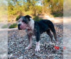 American Bulldog Dogs for adoption in Victoria, TX, USA