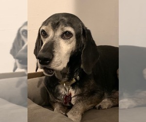 Basschshund Dogs for adoption in Salt Lake City, UT, USA