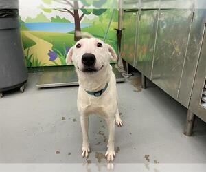 Bull Terrier-Unknown Mix Dogs for adoption in Waco, TX, USA